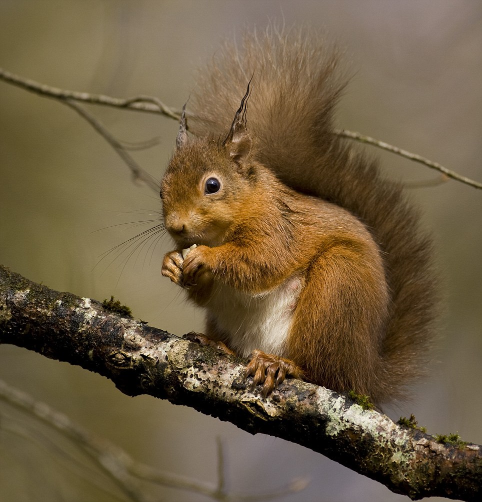 Sóc[-]đỏ[-]thích[-]ăn[-]hạt[-]vân[-]sam,[-]hạt[-]thông,[-]vỏ[-]cây.